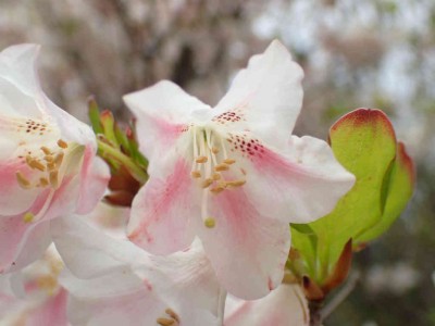 P5150168.jpg (39.35 KiB) 閲覧された回数 2088 回 ピンクのシロヤシオ