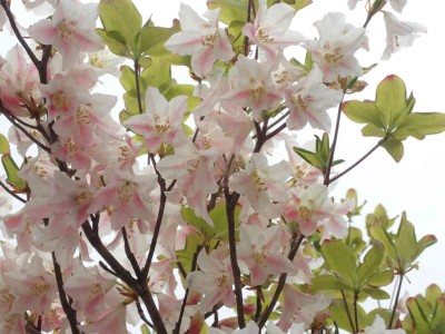 P5150170.jpg (69.57 KiB) 閲覧された回数 2091 回 ピンクのシロヤシオ