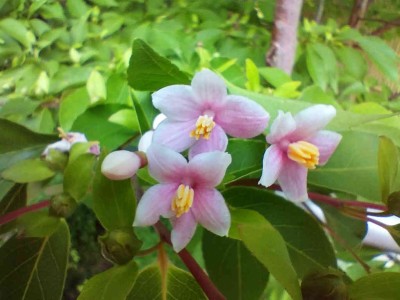 ピンクのエゴノキ