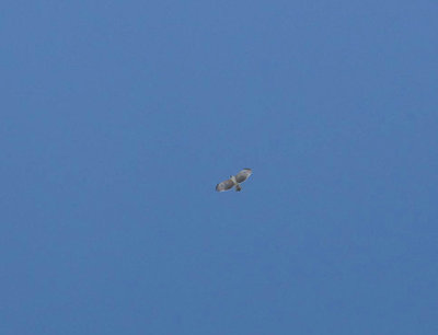 白谷山上空、コンデジでなんとか捉えたクマタカ