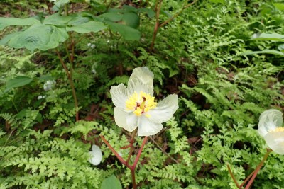 スケルトンヤマシャクもありました