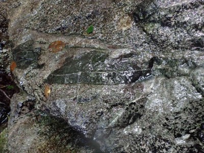 P7240055.jpg (129.3 KiB) 閲覧された回数 1603 回 植物化石