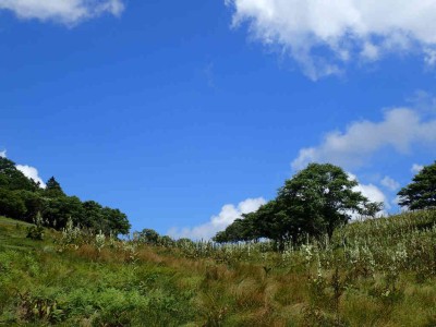 P7240165.jpg (67.59 KiB) 閲覧された回数 1607 回 八丁平手前