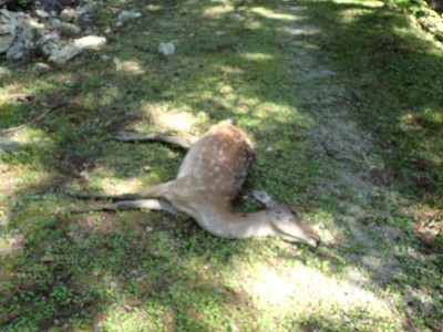 P7300014.jpg (68.44 KiB) 閲覧された回数 4170 回 鹿の遺体