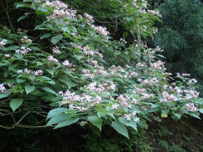 P7300016.jpg (118.05 KiB) 閲覧された回数 4179 回 クサギの花