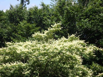 P7300110.jpg (151.86 KiB) 閲覧された回数 4170 回 リョウブの花