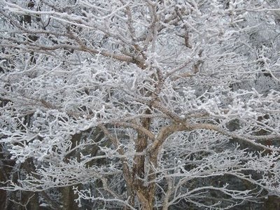 木々につく霧氷