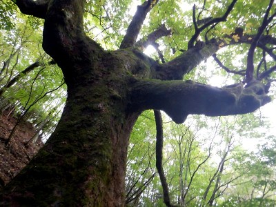 庵の谷大トチ