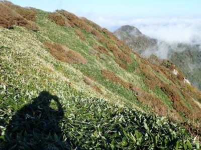 瓶ヶ森の笹原から