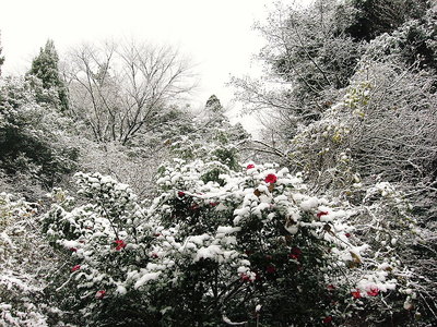 ● 椿の赤さが白いお顔に紅の様