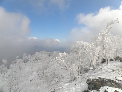 エビの尻尾群を付けた樹木