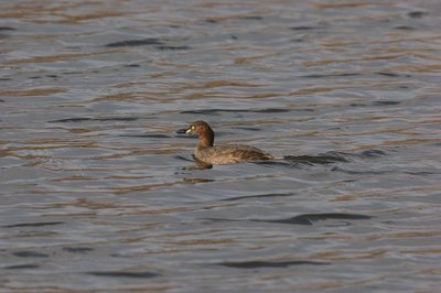 DSC05616.jpg (93.64 KiB) 閲覧された回数 4145 回 カイツブリ