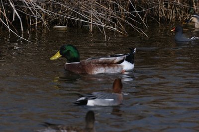 DSC05630.jpg (129.19 KiB) 閲覧された回数 4145 回 マガモ 手前はヒドリガモ 奥にバンとカルガモ