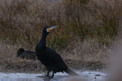 DSC05648.jpg (130.35 KiB) 閲覧された回数 4145 回 カワウ(たぶん)