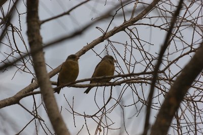 DSC05667.jpg (125.88 KiB) 閲覧された回数 4145 回 カワラヒ