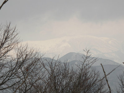 IMG_4674.jpg (232.73 KiB) 閲覧された回数 7385 回 真っ白な霊仙