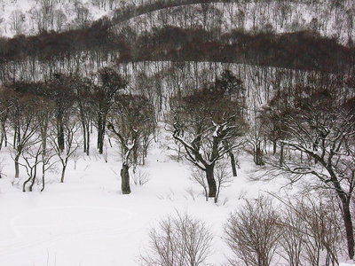 ● 和田山高原に立つブナ仁王、力が授かる思うワン