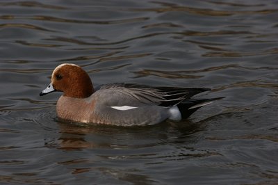 DSC05631.jpg (93.09 KiB) 閲覧された回数 3904 回 つぶらな瞳がかわいい