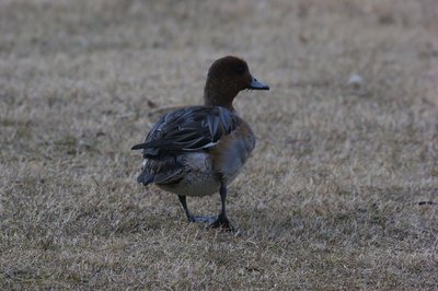 DSC05640.jpg (125.37 KiB) 閲覧された回数 3896 回 お尻が美味しそう