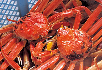カニ・カニ（福井・食の風景から転載）
