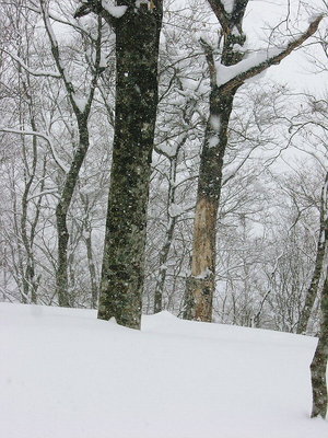 ブナ.JPG (218.71 KiB) 閲覧された回数 1967 回 ● ブナがすくって立つ、枯れる樹があるから生きる樹は生きれるんだね