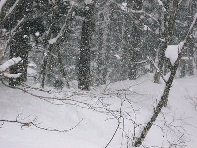 雪森.JPG (214.51 KiB) 閲覧された回数 1968 回 ● 激しく降る雪、深い雪もシューならあるけるよ