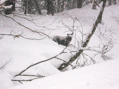 ● カモシカも埋まるほどの新雪が積もるよ、木の芽を食べてるのかなあ