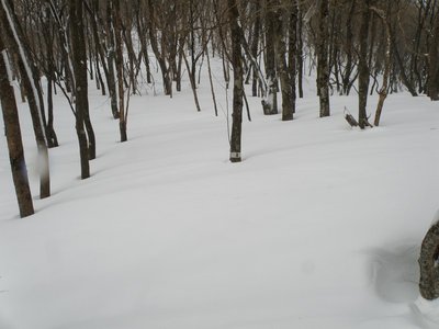 「登山道」マーキングが・・・。