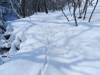 3.JPG (66.35 KiB) 閲覧された回数 9528 回 シカの足跡