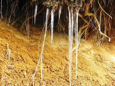 〇 昨日は寒かった、早く春がきておくれ