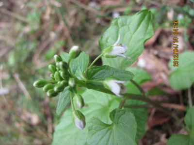 わさびの花は遅れ気味
