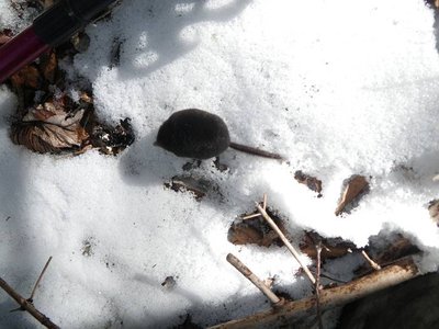 IMGP0125.JPG (52.47 KiB) 閲覧された回数 7115 回 ただいま移動中