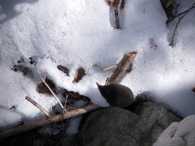 IMGP0122.JPG (51.52 KiB) 閲覧された回数 6362 回 もう一枚!