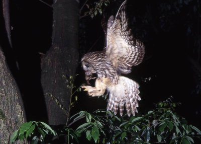 img015-s.jpg (68.12 KiB) 閲覧された回数 6341 回 ブレてるけど、今夜の獲物はヤマネちゃん、意外とどこにでもいるみたいです。