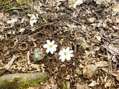 ミスミソウ.JPG (328.08 KiB) 閲覧された回数 4506 回 〇 雪が融けて春が来る