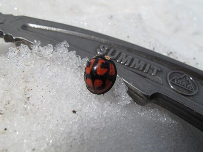 御前峰のカメノコテントウ