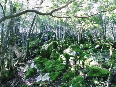 ●　たて尾根、カレンフェルト
