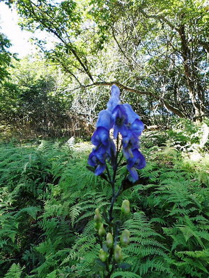 ●トリカブト、青ムラサキ