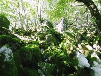 カレンフェルト.JPG (273.63 KiB) 閲覧された回数 10621 回 ●苔の量も少なくなりましたね、乾いてるんだ。