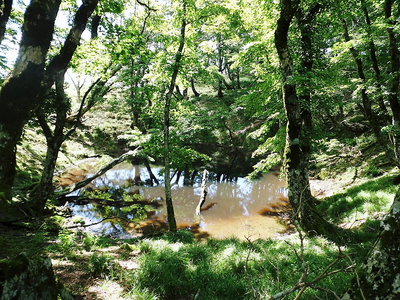 幸助の池.JPG (345.71 KiB) 閲覧された回数 10619 回 ●幸助の池、こんなに濁った池水みるの初めてです