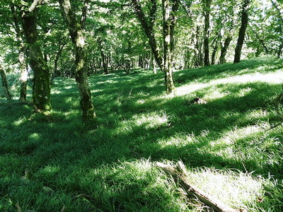 緑の床.JPG (341.52 KiB) 閲覧された回数 10614 回 ●柔らかな草の原、お池のよさは他国に負けないよ