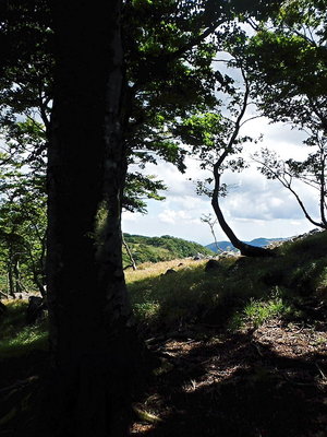 ブナ.JPG (173.86 KiB) 閲覧された回数 10614 回 ●奥の平への番人ブナ