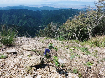 トリカブト2.JPG (326.7 KiB) 閲覧された回数 10614 回 ● 天狗の鼻に咲くトリカブト