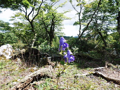 トリカブト3.JPG (357.89 KiB) 閲覧された回数 10224 回 ○ トリカブト少ないです。