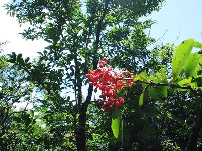 横だし.JPG (301.28 KiB) 閲覧された回数 10215 回 ○ 横だしの赤い実はナア~ンダ