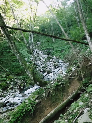 ○ コグルミ谷は歩きにくいよ。