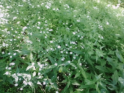 花.JPG (240.17 KiB) 閲覧された回数 10160 回 〇野菊かないっぱい咲いてたよ。