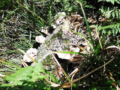 ブナシメジ.JPG (330.16 KiB) 閲覧された回数 10160 回 ●これブナシメジでしょ。ヒラタケかな?