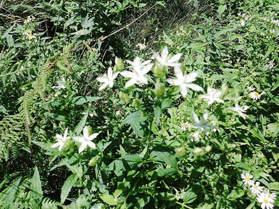 ●アケボノソウが一株咲いてました。風池で