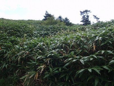 もう少しで稜線だ～(＠_＠;)